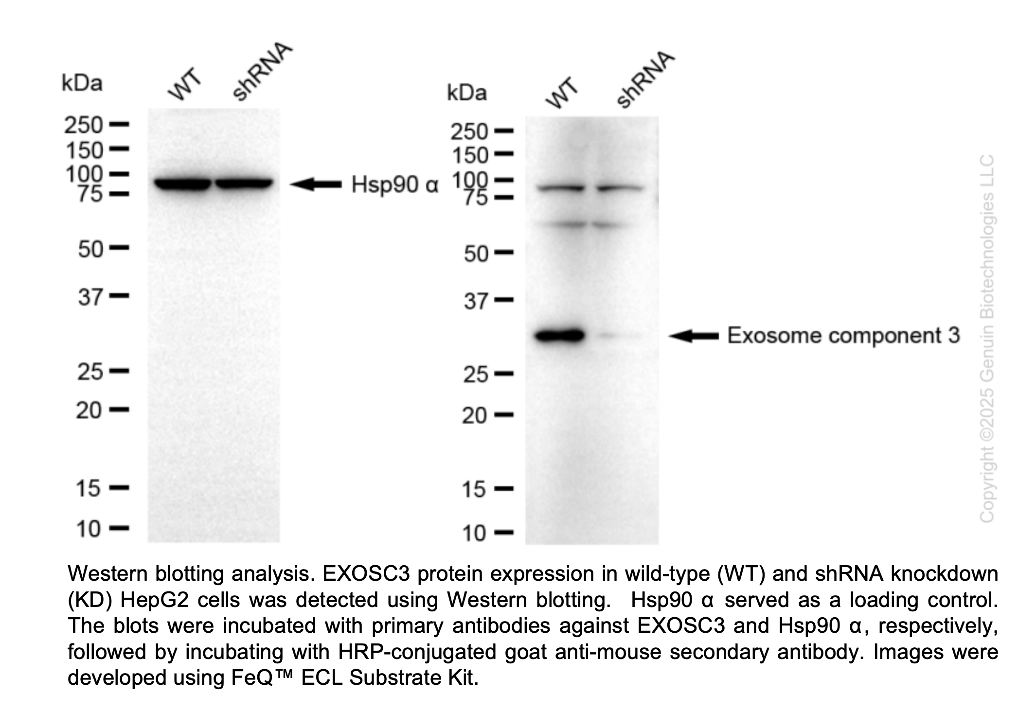 WB-Validated EXOSC3 Lentiviral shRNA Knockdown Kit #V65900