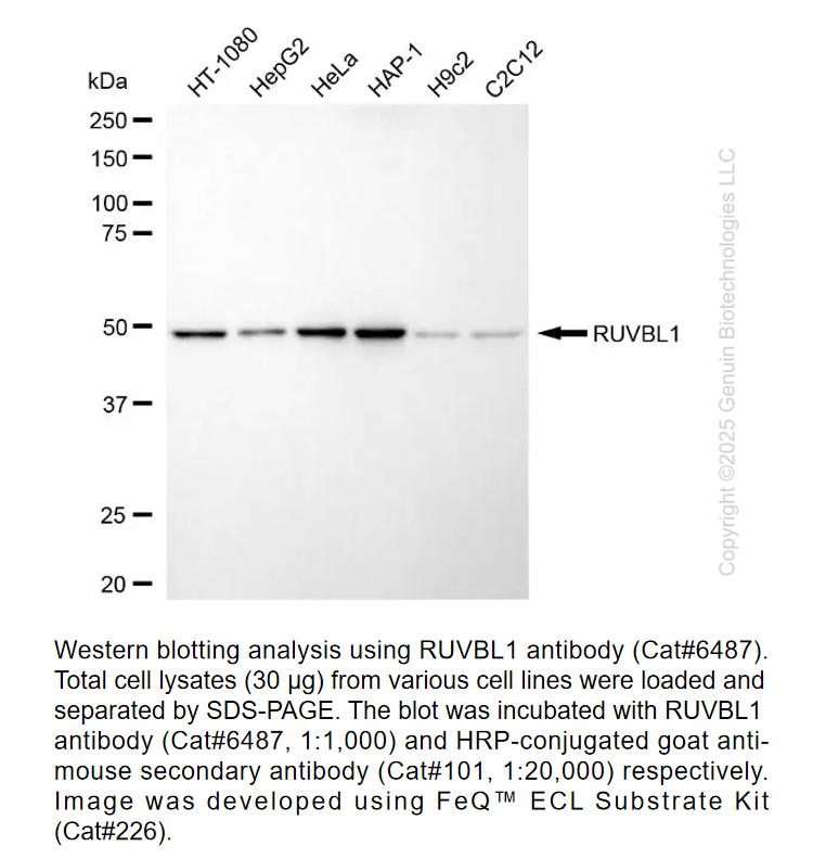 RUVBL1 Mouse mAb #6487