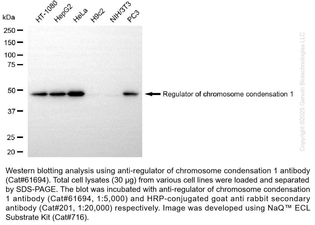 KD-Validated Anti-Regulator Of Chromosome Condensation 1 Rabbit mAb #61694