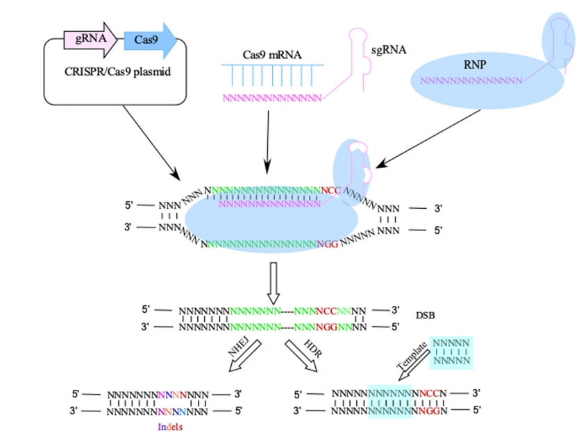 Figure 1 Schematic diagram of CRISPR/Cas9 system (Tian et al., 2019)