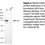 Thumbnail: WB-Validated PWP1 Knockdown Cell Lysate Kit#L61509