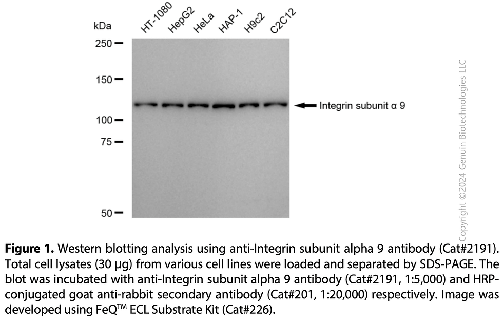 Thumbnail: Anti-Integrin Alpha 9 Rabbit mAb #2191
