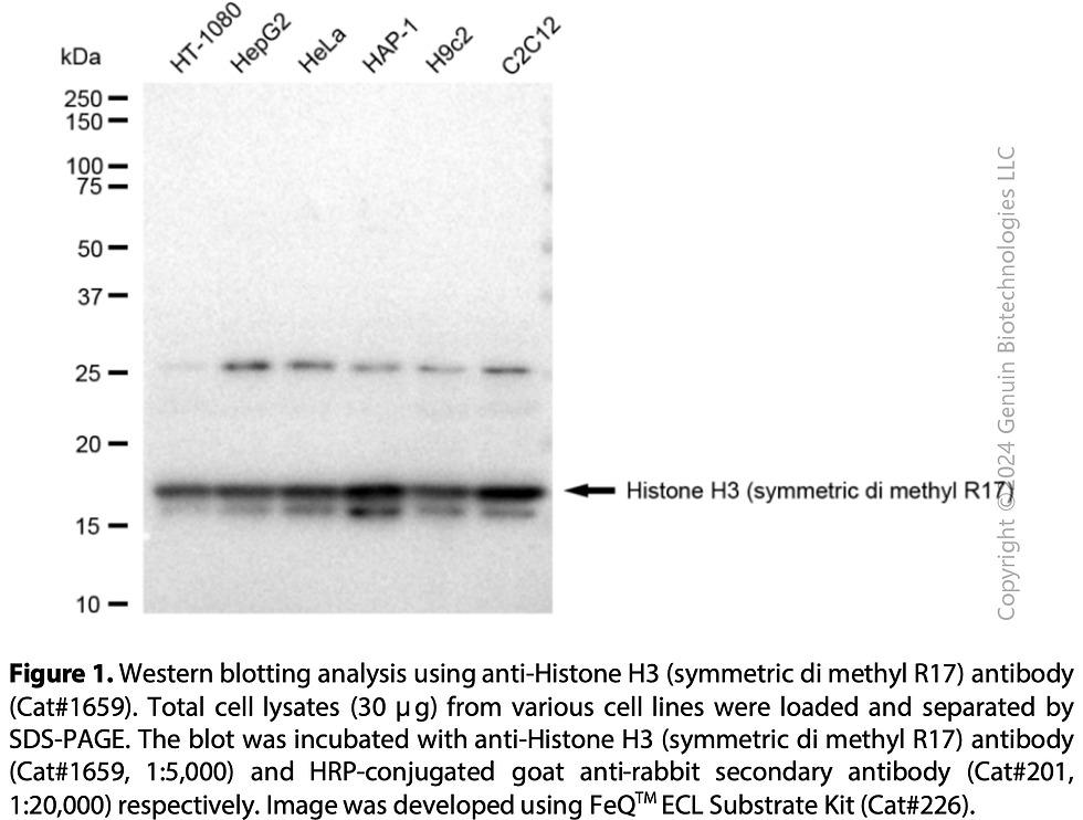 Thumbnail: Anti-Histone H3 (Symmetric Di Methyl R17) Rabbit mAb #1659