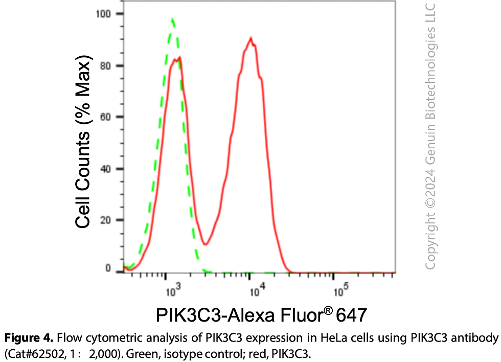 Thumbnail: KD-Validated Anti-PIK3C3 Rabbit Monoclonal Ab#62502