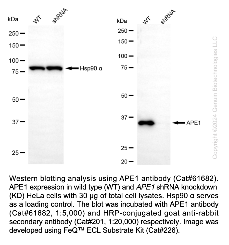 Thumbnail: KD-Validated Anti-APE1 Rabbit Monoclonal Ab#61682