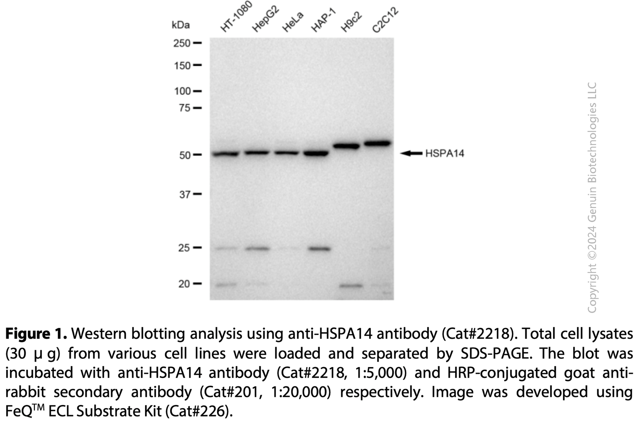 Anti-HSPA14 Rabbit mAb #2218