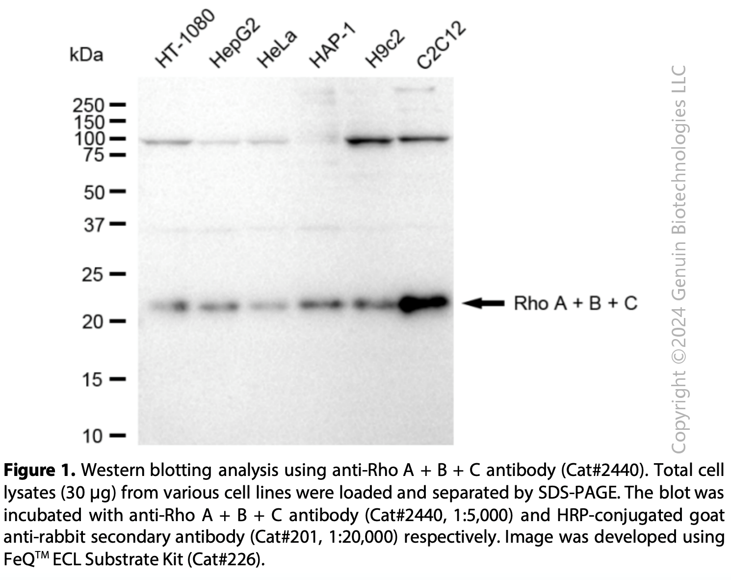 Anti-Rho A + B + C Rabbit mAb #2440