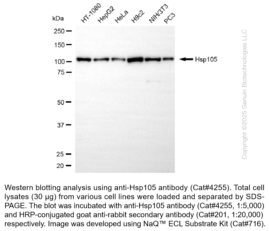 Anti-Hsp105 Rabbit Monoclonal Ab #4255