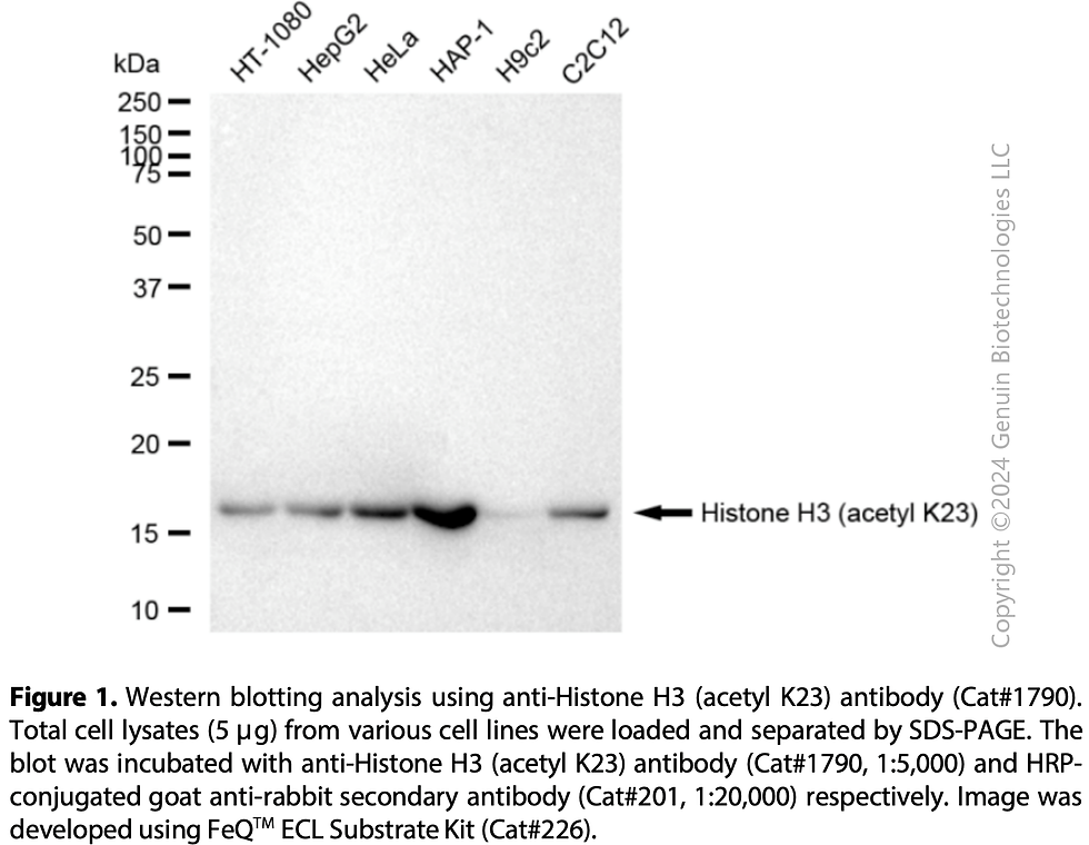 Thumbnail: Anti-Histone H3 (Acetyl K23) Rabbit mAb #1790