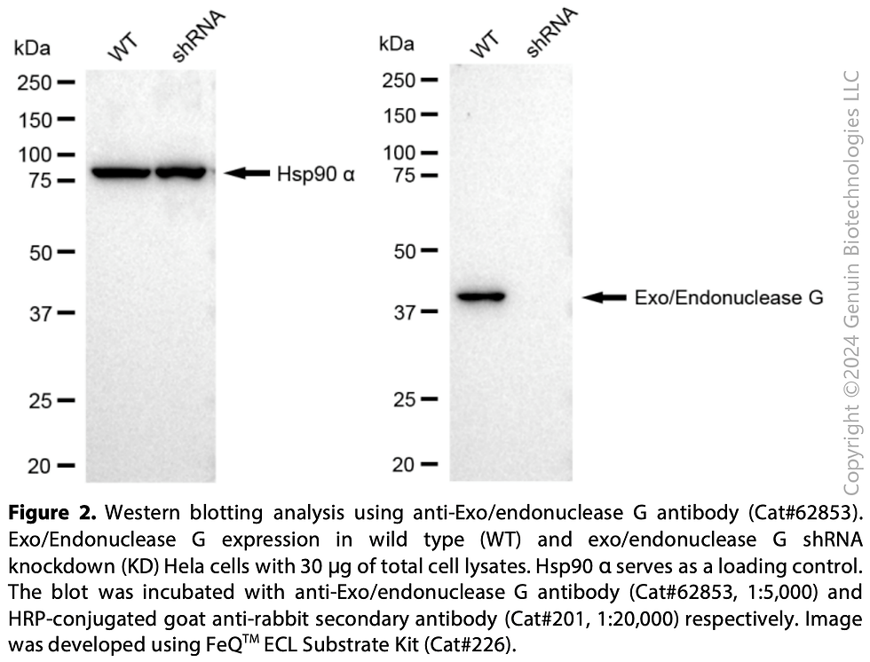 Thumbnail: KD-Validated Anti-Exo/Endonuclease G Rabbit Monoclonal Ab#62853
