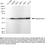 Thumbnail: KD-Validated Anti-Olfactomedin 4 Rabbit Monoclonal Ab#62403