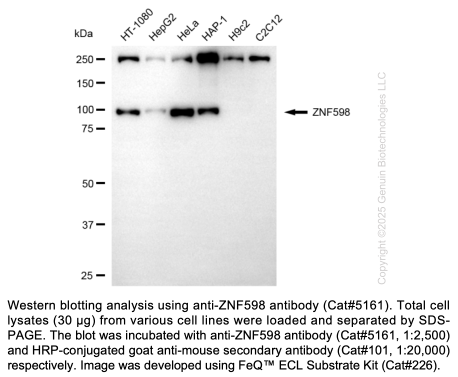 Anti-ZNF598 Mouse Oligoclonal Ab #5161