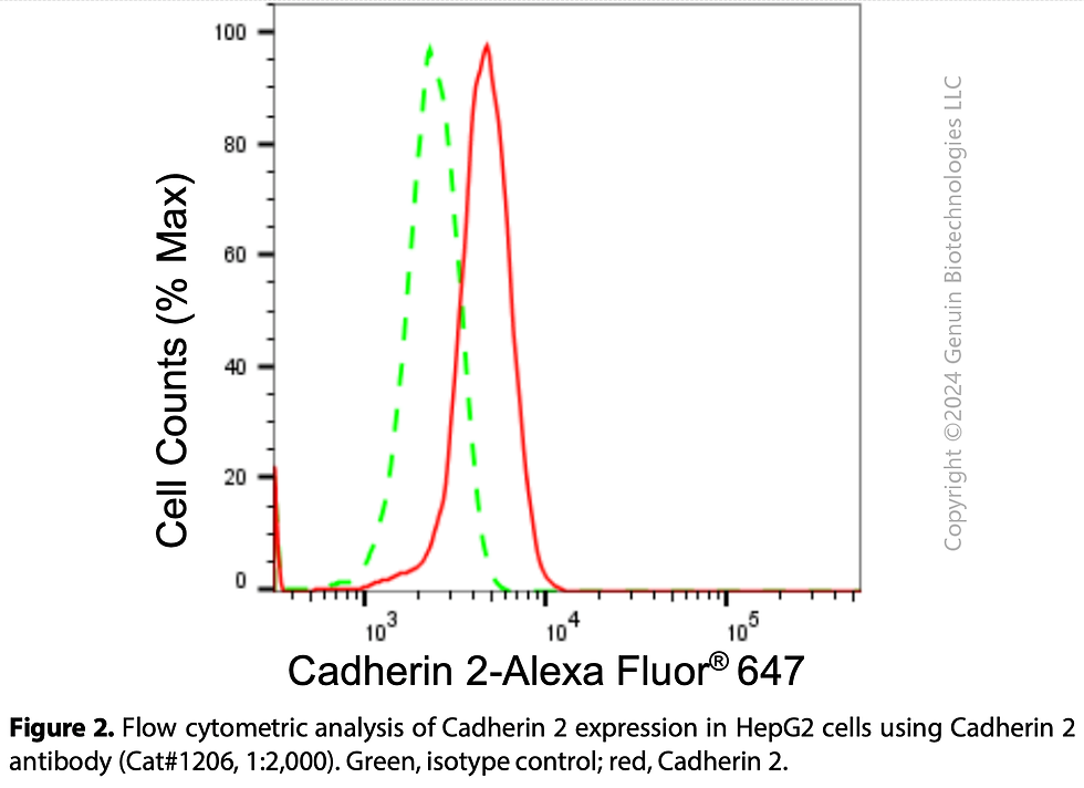 Thumbnail: Anti-Cadherin 2 Rabbit mAb #1206