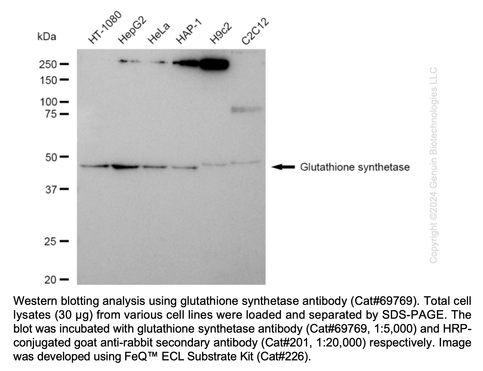 KD-Validated Anti-Glutathione Synthetase Rabbit mAb#69769