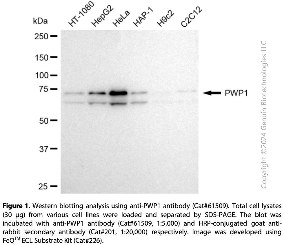 KD-Validated Anti-PWP1 Rabbit Monoclonal Ab#61509