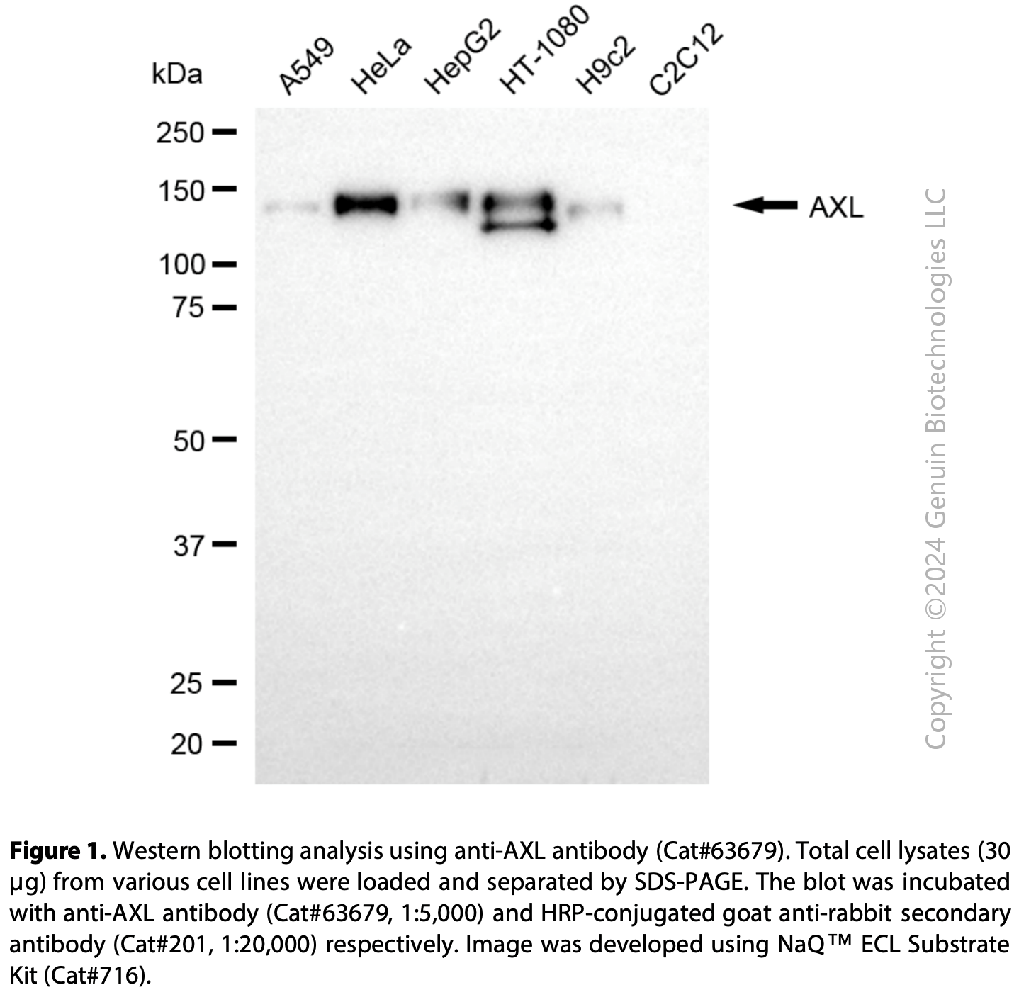 KD-Validated Anti-AXL Rabbit Monoclonal Ab #63679