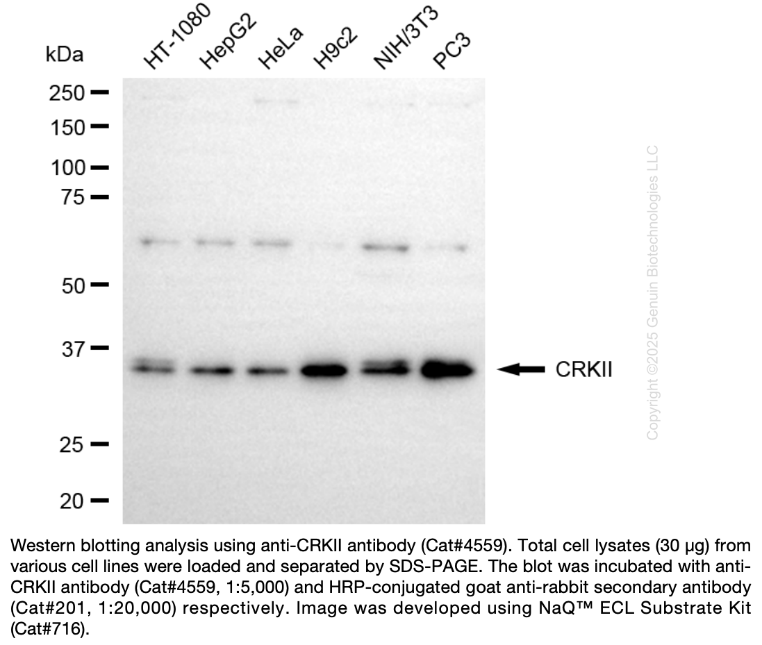 Anti-CRKII Rabbit Monoclonal Ab #4559