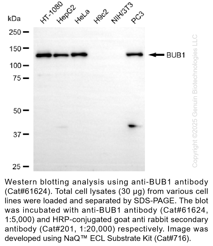 KD-Validated Anti-BUB1 Rabbit Monoclonal Ab #61624