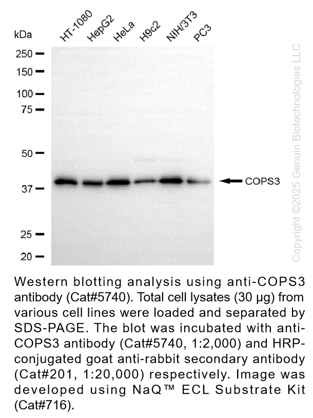 Anti-COPS3 Rabbit Polyclonal Ab #5740