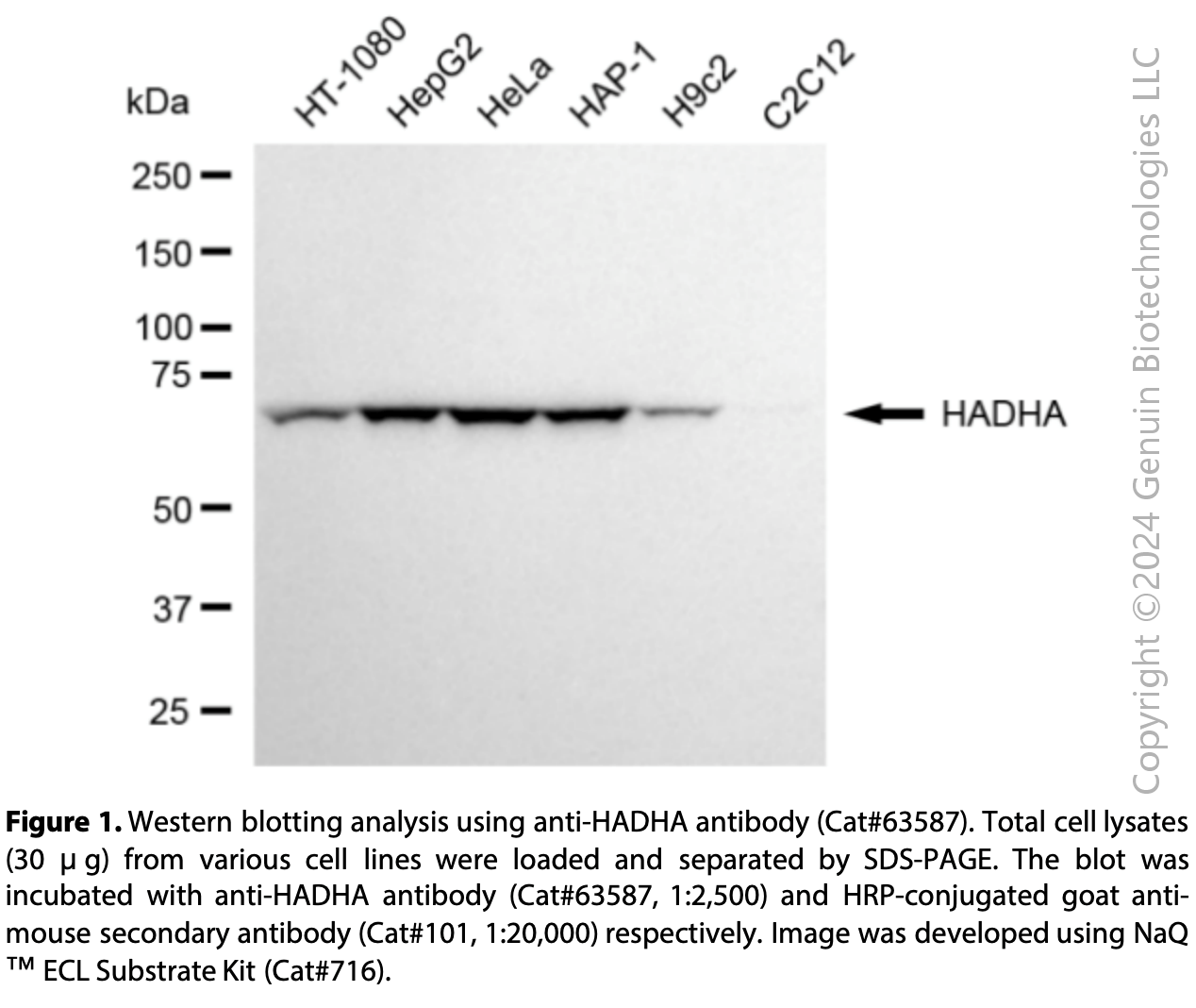 KD-Validated Anti-HADHA Mouse Monoclonal Ab #63587