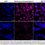 Thumbnail: KD-Validated Anti-Methionyl Aminopeptidase 2 Rabbit Monoclonal Ab #61489
