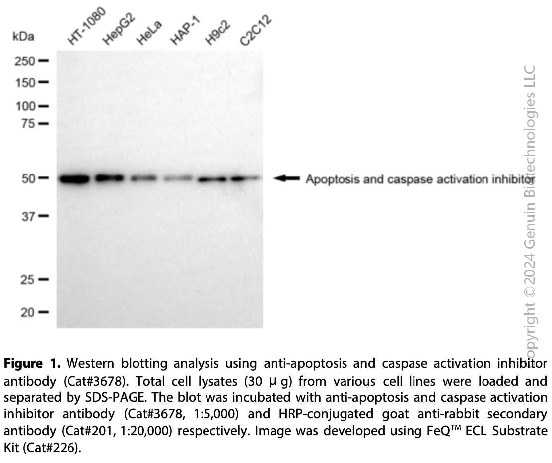 Anti-AVEN Rabbit Monoclonal Ab #3678