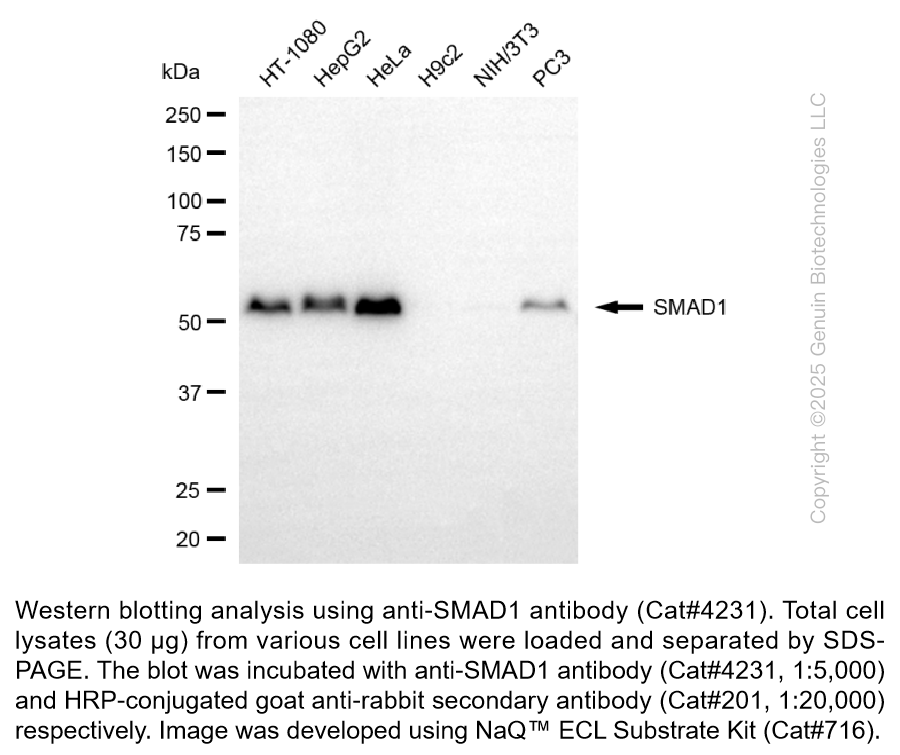 Anti-SMAD Family Member 1 Rabbit Monoclonal Ab #4231
