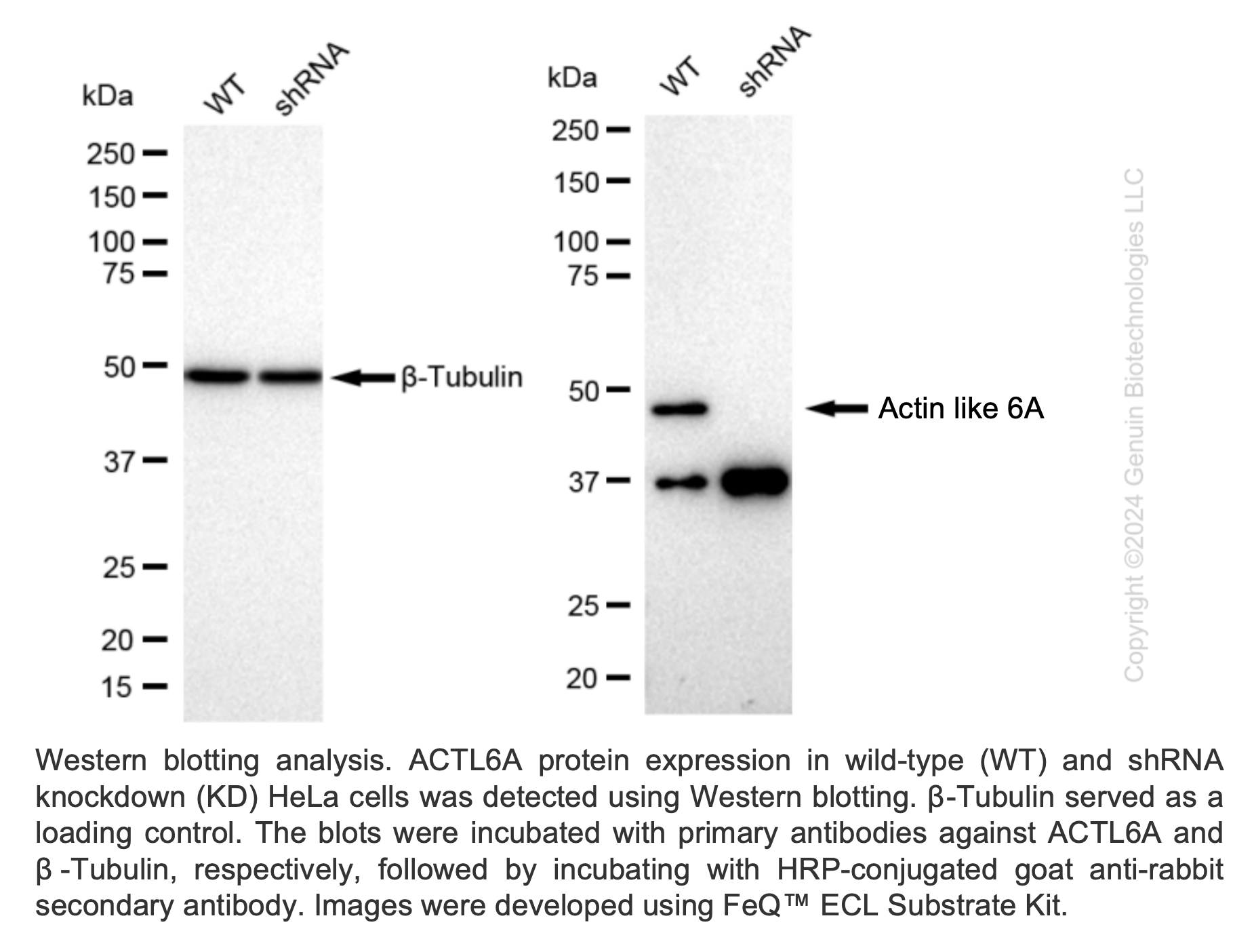 WB-Validated ACTL6A Lentiviral shRNA Knockdown Kit #V1174