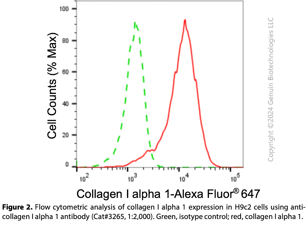 Thumbnail: Anti-Collagen Type I Alpha 1 Chain Rabbit Monoclonal Ab#3265