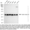 Thumbnail: KD-Validated Anti-Casein kinase 2 beta Rabbit Monoclonal Ab#61434