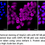 Thumbnail: KD-Validated Anti-NF-kB p65 Rabbit Monoclonal Ab#63241