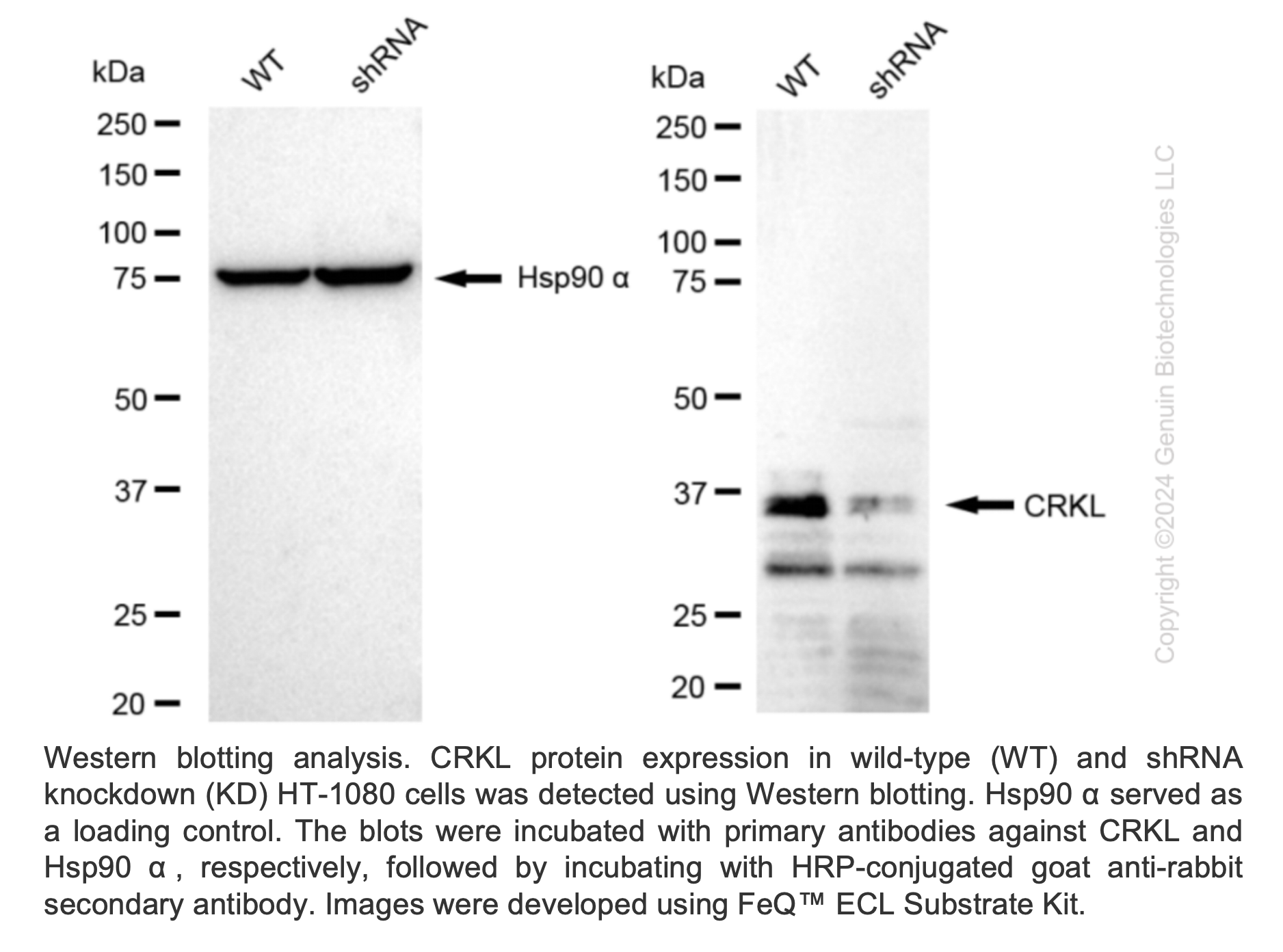 WB-Validated CRKL Knockdown Cell Lysate Kit#L61847