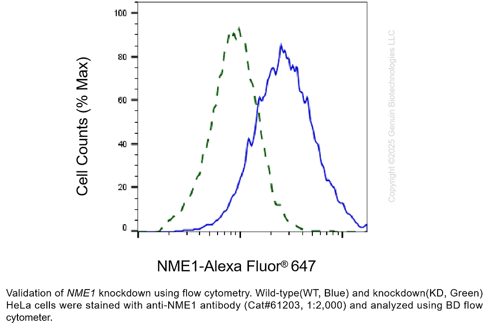 Thumbnail: KD-Validated Anti-NME1 Rabbit mAb #61203