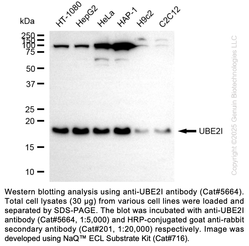 Anti-UBE2I Rabbit Monoclonal Ab #5664