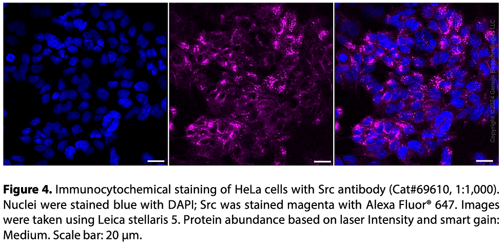 Thumbnail: KD-Validated Anti-Src Rabbit Monoclonal Ab#69610