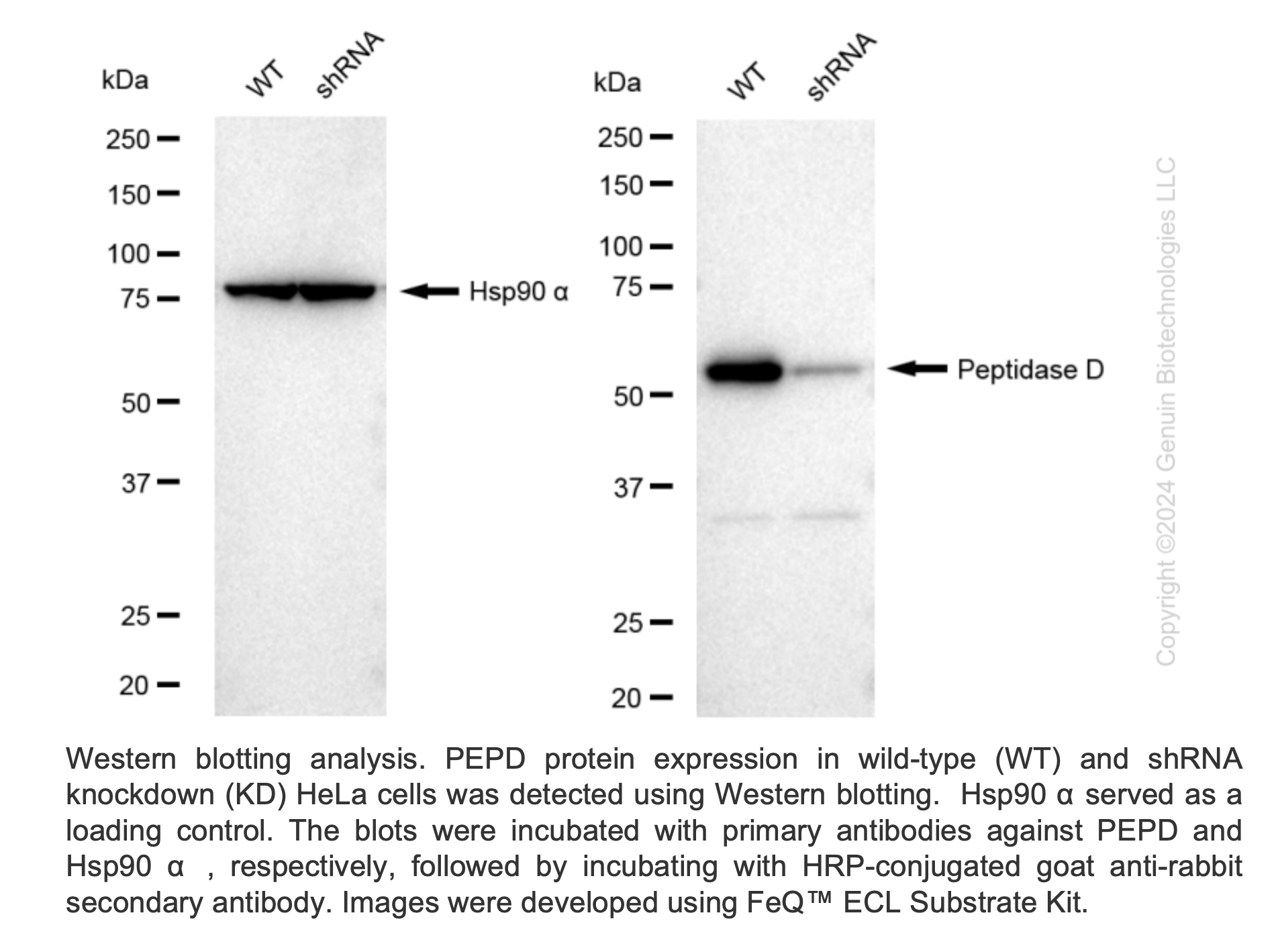 WB-Validated PEPD Knockdown Cell Lysate Kit#L61496