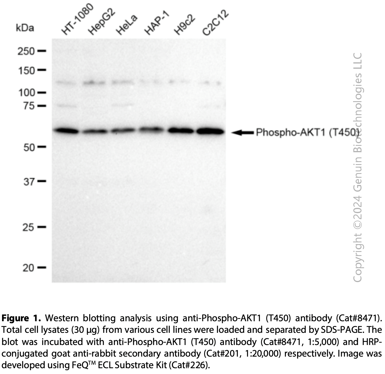 Anti-Phospho-AKT1 (T450) Rabbit mAb #8471