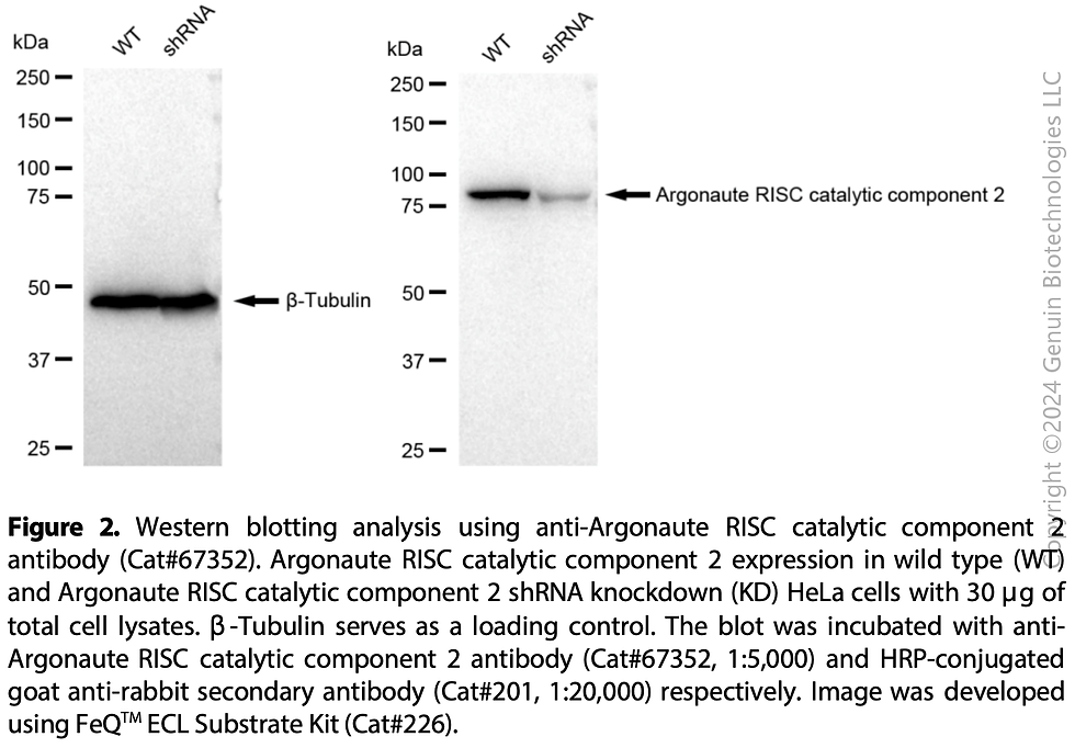 Thumbnail: KD-Validated Anti-Argonaute RISC Catalytic Component 2 Rabbit mAb#67352