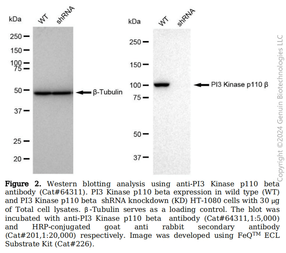 Thumbnail: KD-Validated Anti-PI3 Kinase p110 Beta Rabbit Monoclonal Ab#64311