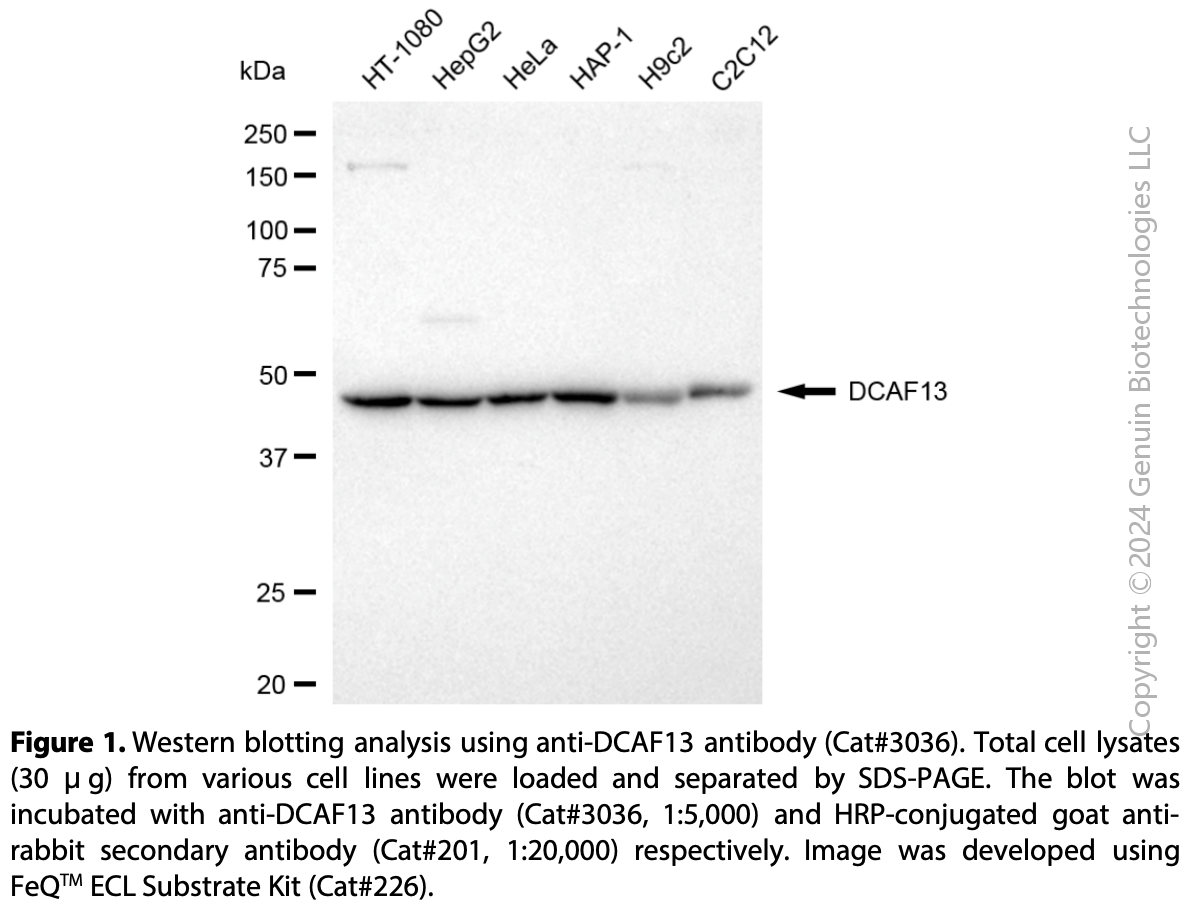 Anti-DDB1 And CUL4 Associated Factor 1 Rabbit mAb #3036