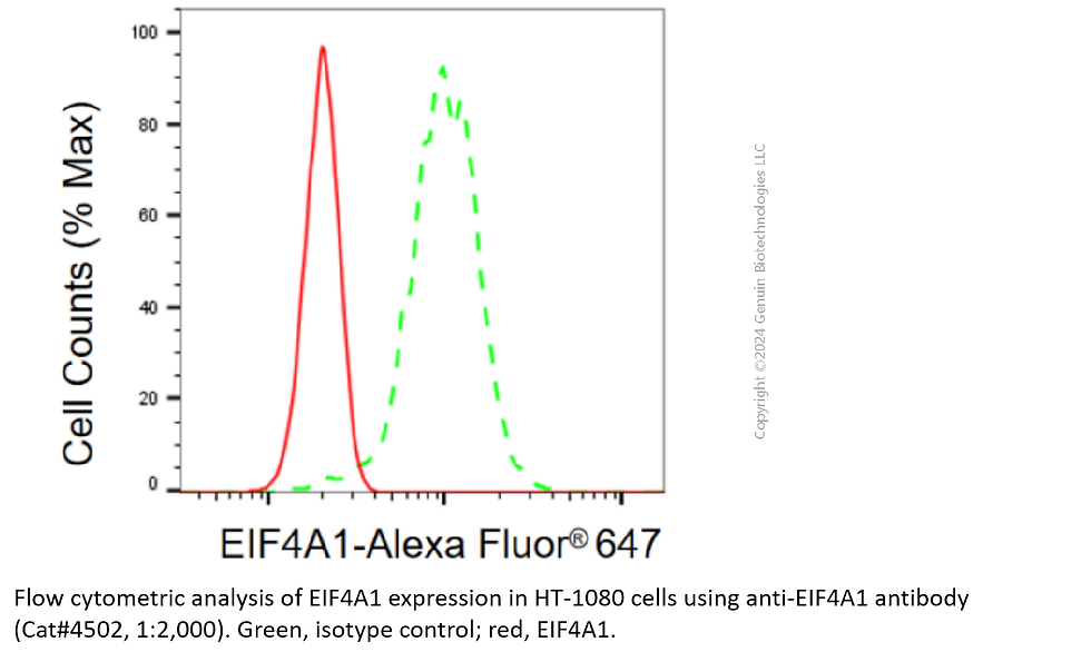 Thumbnail: Anti-EIF4A1 Rabbit Monoclonal ab #4502