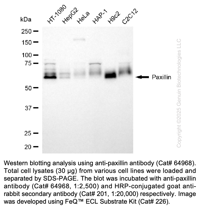 KD-Validated Anti-Paxillin Rabbit Polyclonal Ab #64968