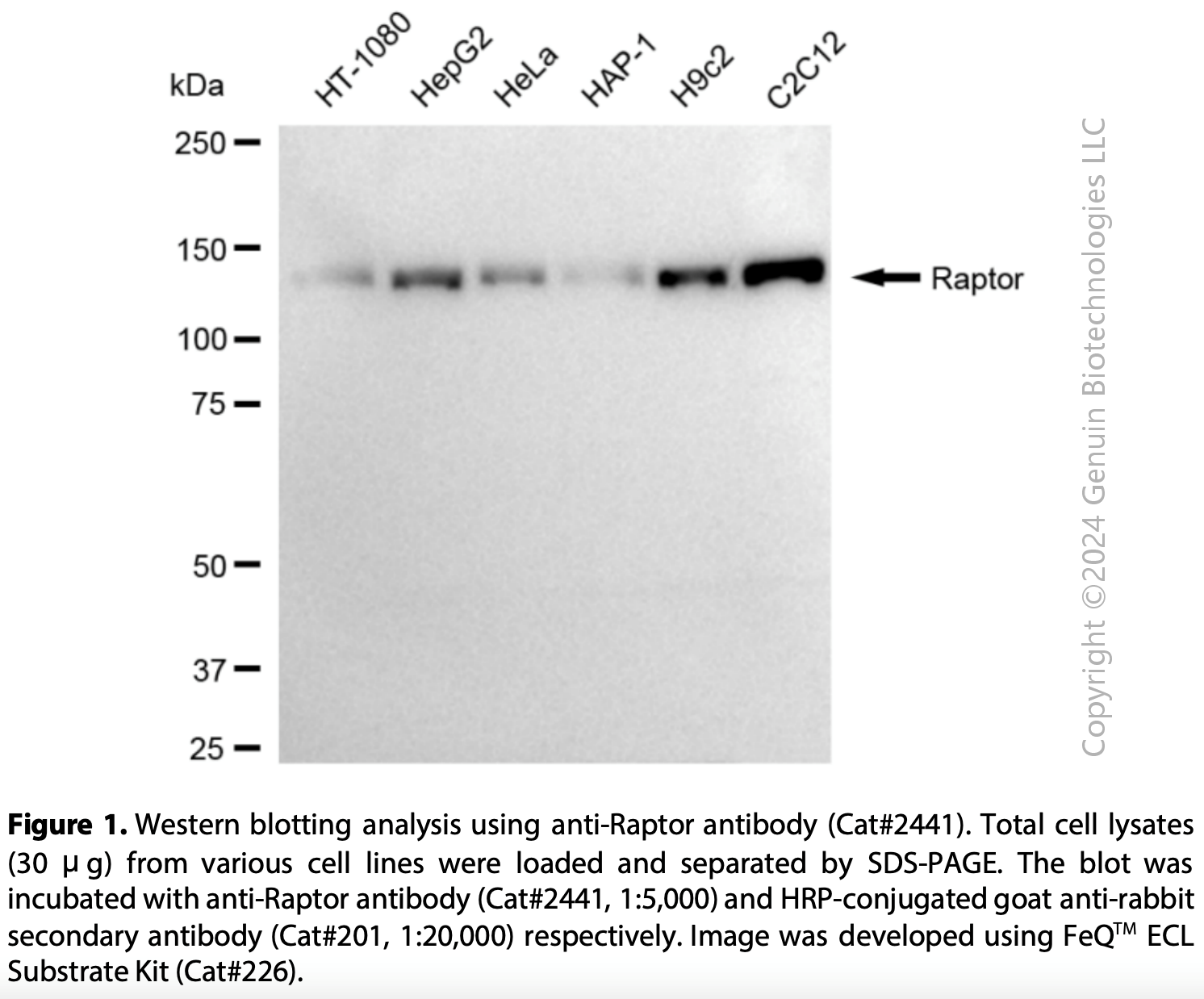 Anti-Raptor Rabbit mAb #2441