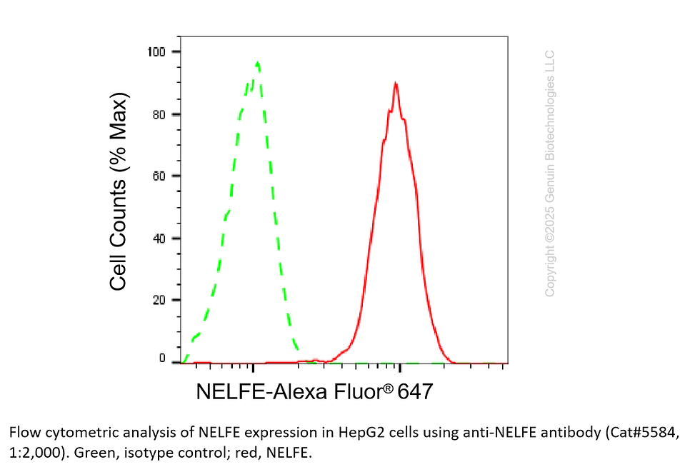 Thumbnail: Anti-NELFE Rabbit Monoclonal Ab #5584