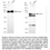 Thumbnail: KD-Validated Anti-CDC16 Rabbit Monoclonal Ab#61386