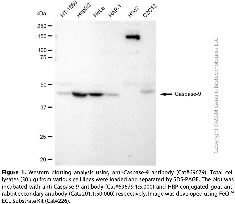 Thumbnail: KD-Validated Anti-Caspase-9 Rabbit Monoclonal Ab#69679