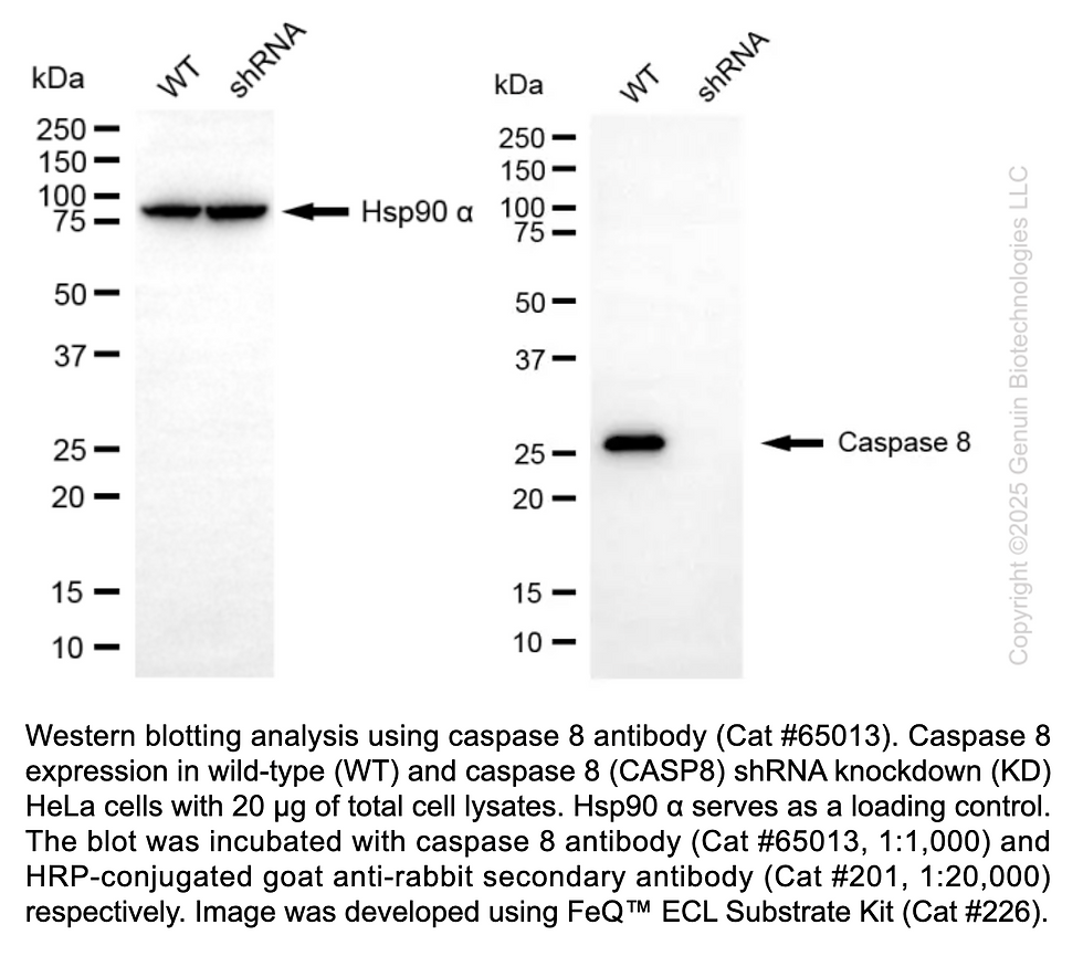 Thumbnail: KD-Validated Anti-Cleaved-Caspase 8 Rabbit Polyclonal Ab #65013