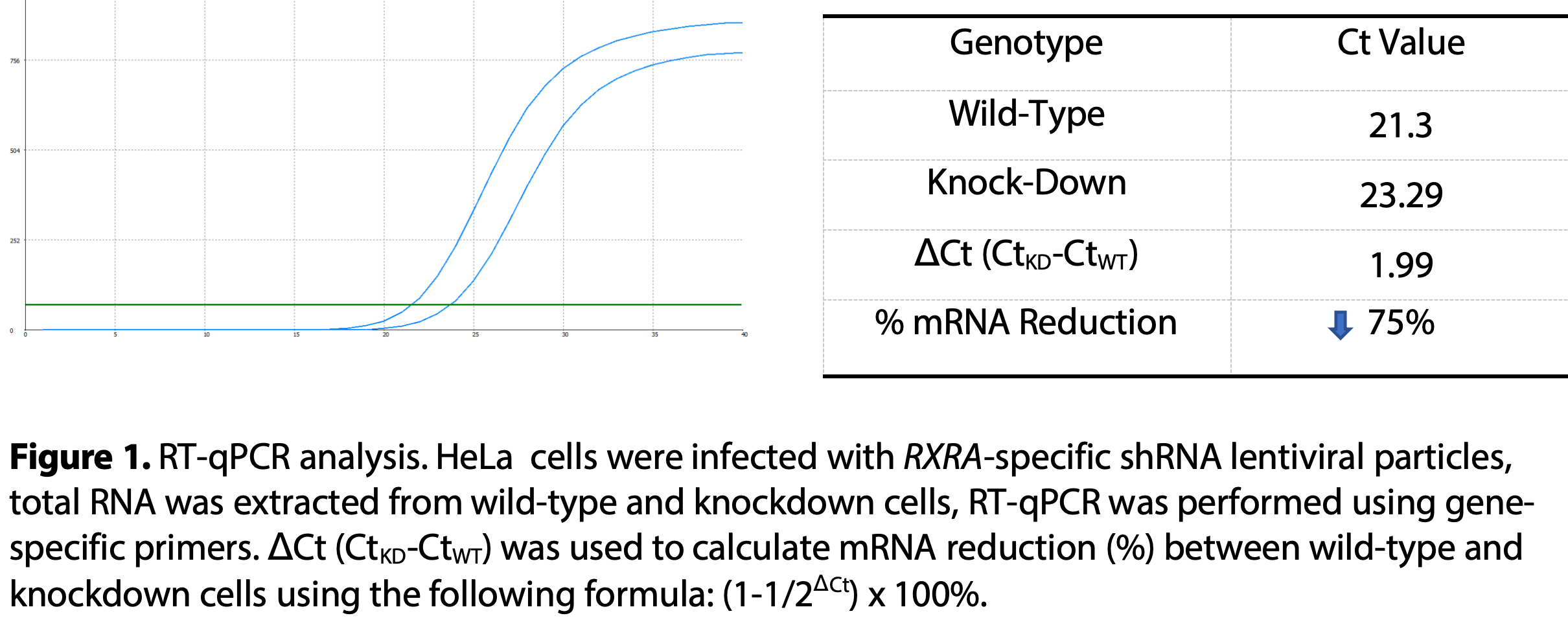 WB-Validated RXRA Knockdown Cell Lysate Kit#L61514