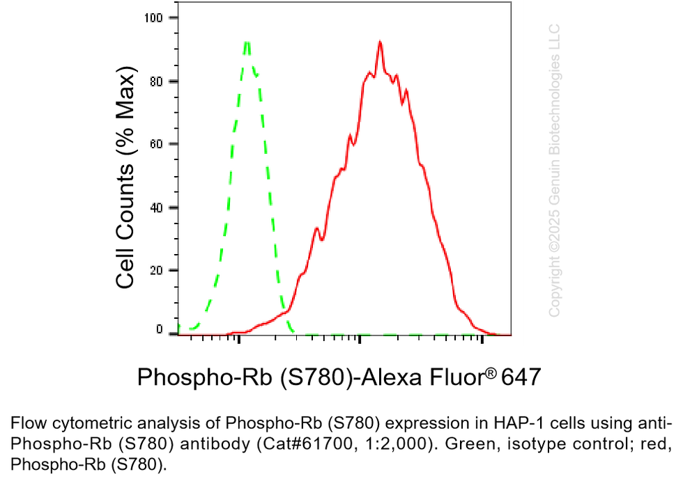 Thumbnail: KD-Validated Anti-Phospho-Retinoblastoma (S780) Rabbit mAb #61700