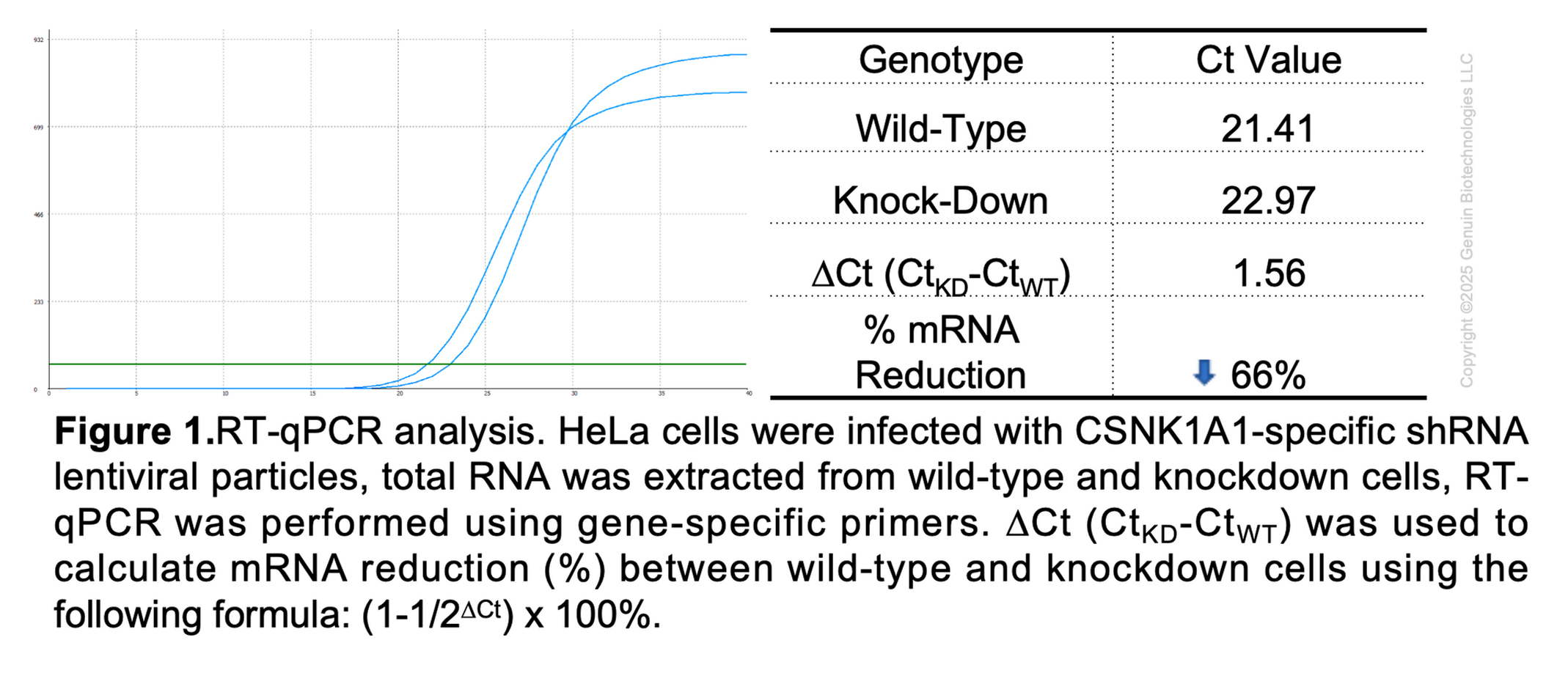 Human CSNK1A1 Knockdown Cell Line (WB-Validated) #C65200